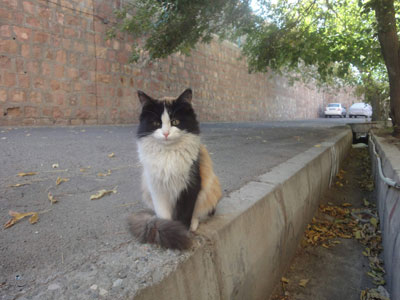 گربه محله شفیع زاده